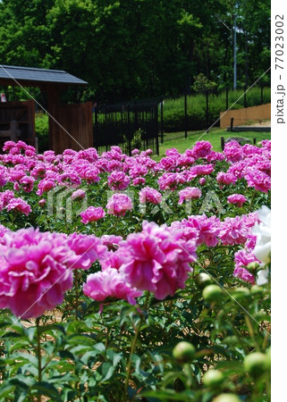 芍薬園の風景 77023002