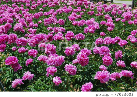 芍薬園の風景 77023003