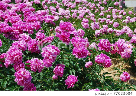 芍薬園の風景 77023004