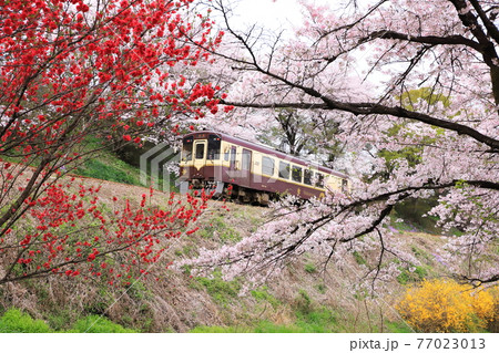 春のわたらせ渓谷鐵道 77023013