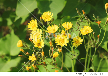 花 野生の花 雑草 77023146