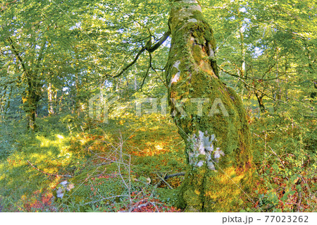 Forest Landscape, Valderejo Natural Park, Spain 77023262