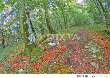 Forest Landscape, Valderejo Natural Park, Spain 77023295