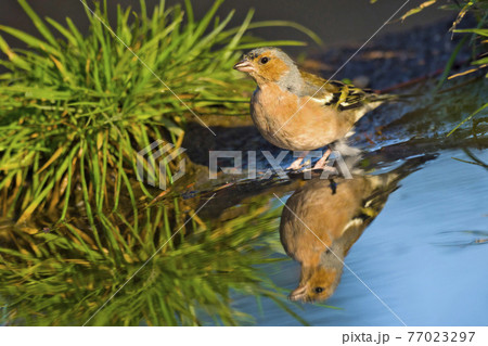 Chaffinch, Mediterranean Forest, Spain 77023297