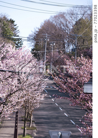電線の多い桜並木 電線の多い桜並木 77023398