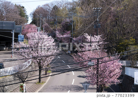 電線の多い桜並木 77023399