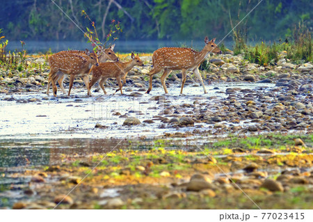 Spotted Deer, Royal Bardia National Park, Nepal 77023415
