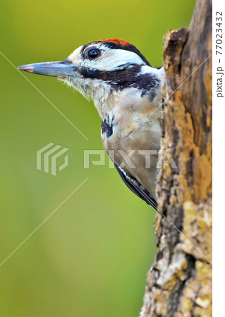 Great Spotted Woodpecker, Mediterranean Forest, Spain 77023432