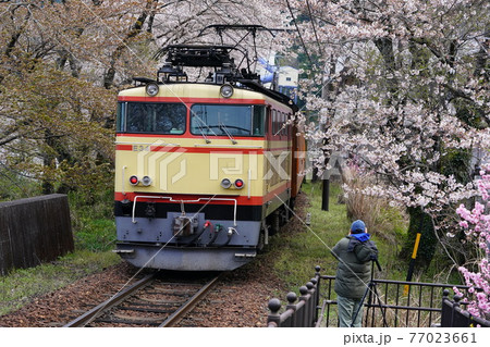 桜の季節の大井川鐵道 桜の季節の大井川鐵道 77023661