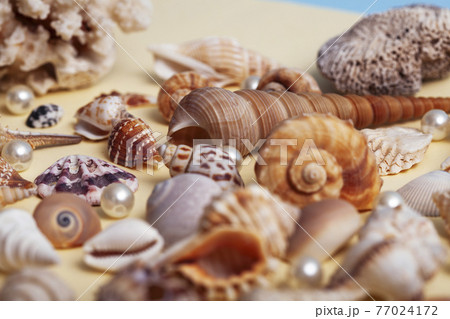 a lot of different empty sea shells on yellow background, macro details 77024172