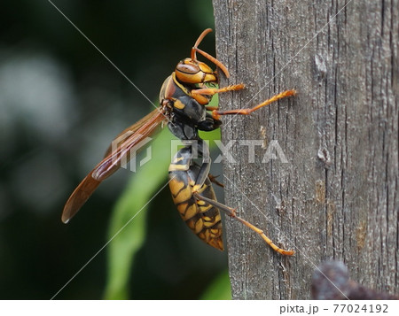 アシナガバチ 77024192
