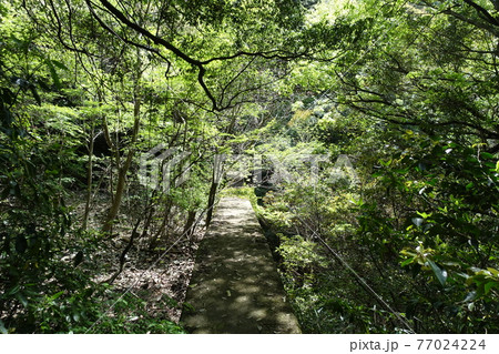 福智山、新緑の季節、黄緑の木々に囲まれた木陰の写真素材 [77024224] - PIXTA