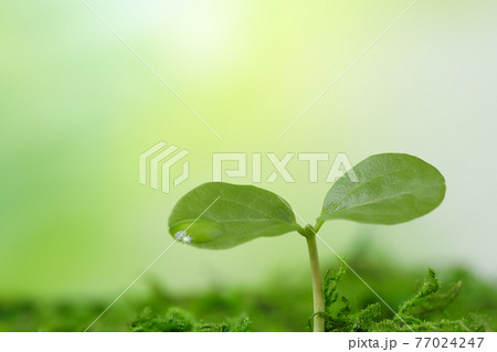 エゴノキの新芽とグリーングラデーション エゴノキの新芽とグリーングラデーション 77024247