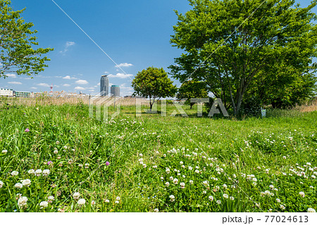 青空広がる初夏の荒川と川口市の風景 77024613