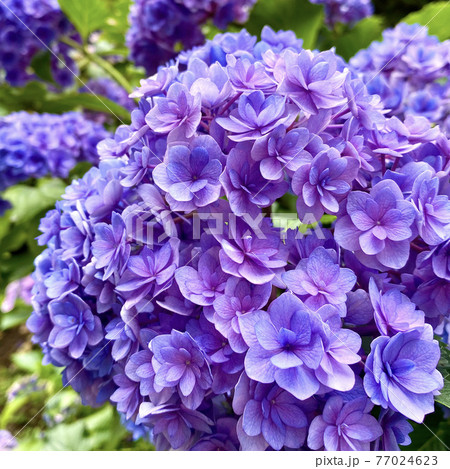 梅雨を彩る紫陽花 梅雨を彩る紫陽花 77024623