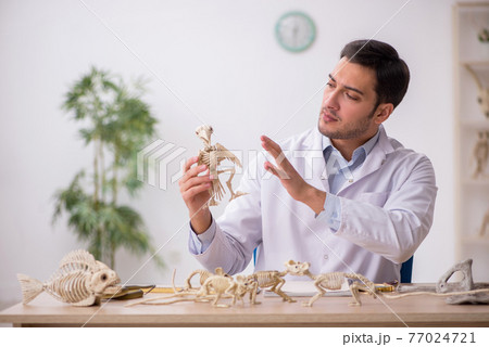 Young male paleontologist examining ancient animals at lab 77024721
