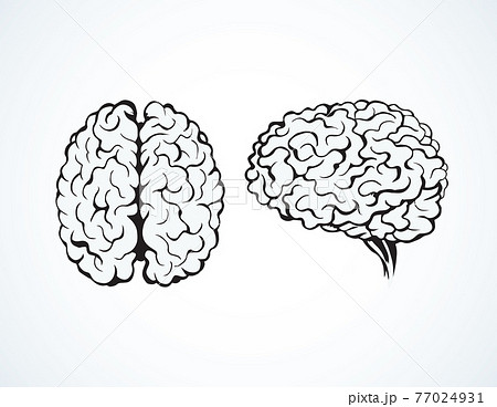 Brain. Vector drawing Brain. Vector drawing 77024931