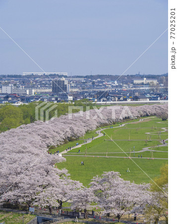 【岩手】北上展勝地の桜並木 【岩手】北上展勝地の桜並木 77025201