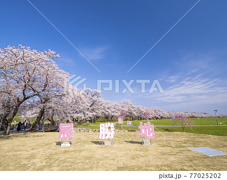 【岩手】北上展勝地の桜並木 【岩手】北上展勝地の桜並木 77025202