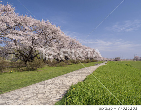 【岩手】北上展勝地の桜並木 【岩手】北上展勝地の桜並木 77025203