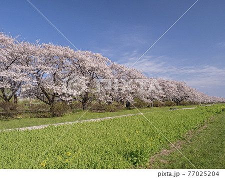 【岩手】北上展勝地の桜並木 【岩手】北上展勝地の桜並木 77025204