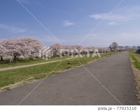 【岩手】北上展勝地の桜並木 【岩手】北上展勝地の桜並木 77025210