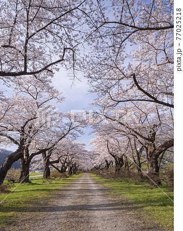 【岩手】北上展勝地の桜並木 【岩手】北上展勝地の桜並木 77025218