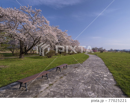 【岩手】北上展勝地の桜並木 77025221