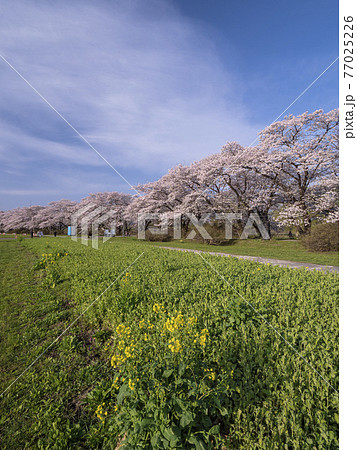 【岩手】北上展勝地の桜並木 【岩手】北上展勝地の桜並木 77025226
