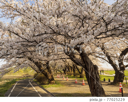 【岩手】北上展勝地の桜並木 77025229
