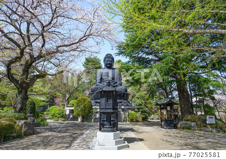 神社仏閣　春の東京大仏　乗蓮寺　東京都板橋区 77025581