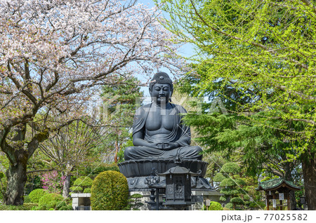 神社仏閣　春の東京大仏　乗蓮寺　東京都板橋区 77025582