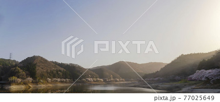 福島県大熊町の坂下ダムの春,桜並木 77025649