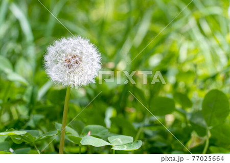 ふわふわの綿毛 ふわふわの綿毛 77025664