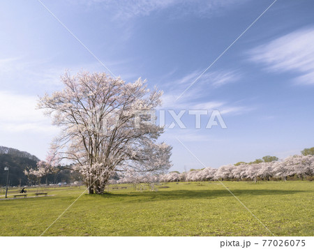 【岩手】北上展勝地の桜並木 【岩手】北上展勝地の桜並木 77026075