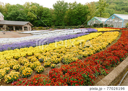 栃木県 とちぎ花センター 色とりどりな花壇の花の写真素材