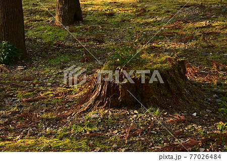 朽ちた木に生える苔と葉 77026484