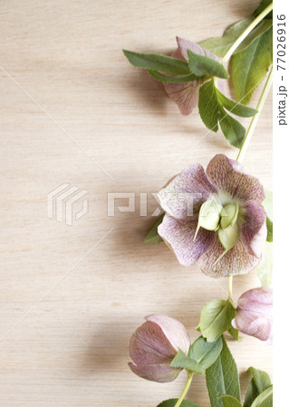 木の板の上にクリスマスローズが置いてある写真 77026916