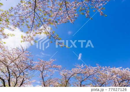 小田原城址公園の桜 77027126