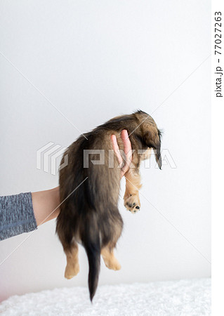 仔犬 カニンヘンダックスフンド 仔犬 カニンヘンダックスフンド 77027263