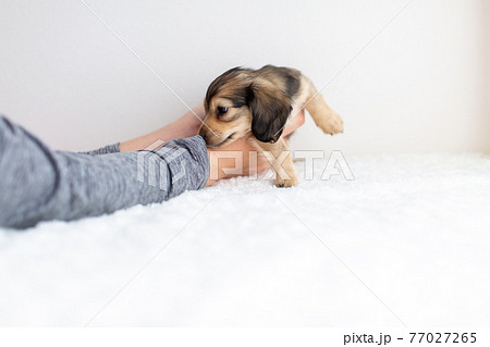仔犬 カニンヘンダックスフンド 仔犬 カニンヘンダックスフンド 77027265
