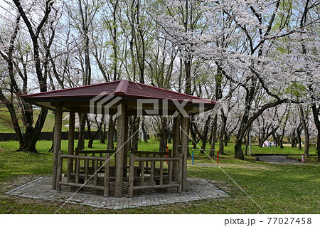 大野極楽寺公園の東屋と桜 大野極楽寺公園の東屋と桜 77027458