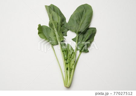 1株のほうれん草 77027512