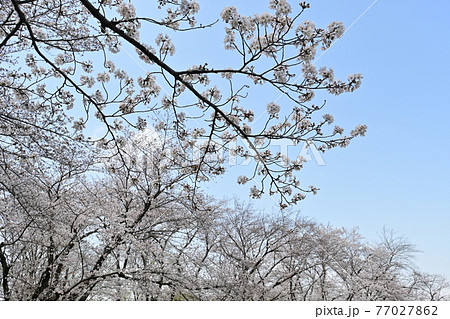晴天に映えるソメイヨシノの春 晴天に映えるソメイヨシノの春 77027862