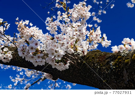 桜晴（さくらばれ）④ 77027931