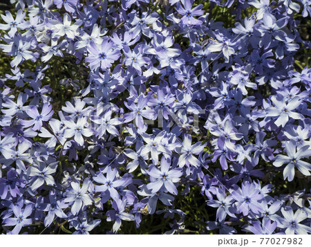 【埼玉】秩父 羊山公園の芝桜アップ 77027982