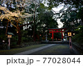 桜と神社の鳥居 77028044
