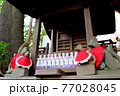 神社のキツネたち 77028045
