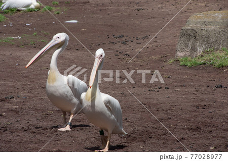 ペリカン二羽 ペリカン二羽 77028977