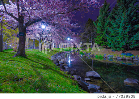 夜桜 夜桜 77029809